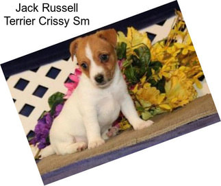 Jack Russell Terrier Crissy Sm