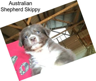 Australian Shepherd Skippy