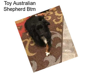 Toy Australian Shepherd Btm