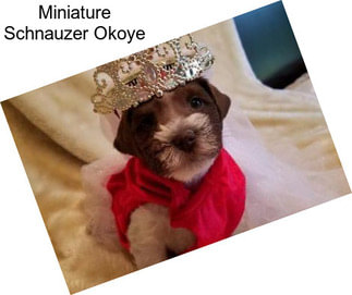 Miniature Schnauzer Okoye