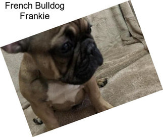 French Bulldog Frankie