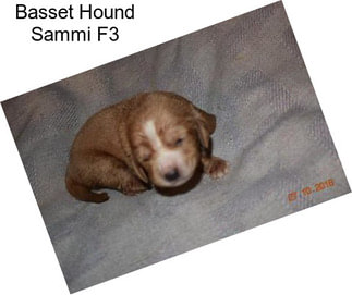 Basset Hound Sammi F3