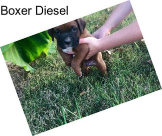 Boxer Diesel