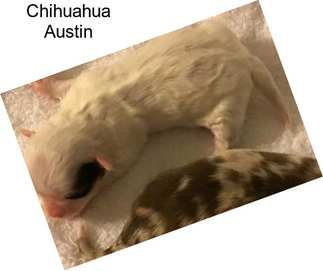 Chihuahua Austin
