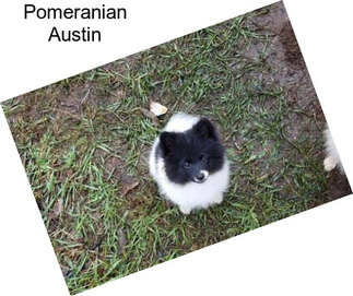 Pomeranian Austin