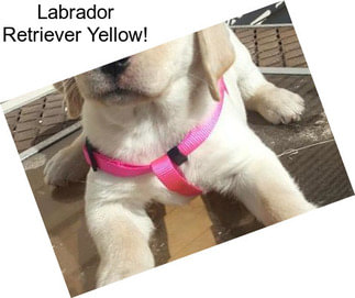 Labrador Retriever Yellow!