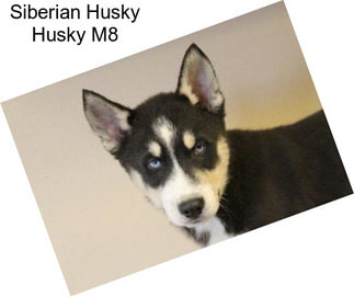 Siberian Husky Husky M8