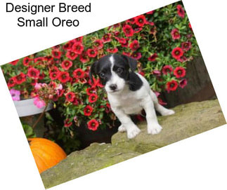 Designer Breed Small Oreo