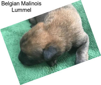 Belgian Malinois Lummel