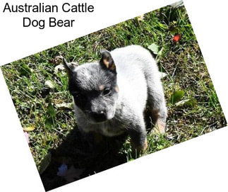 Australian Cattle Dog Bear