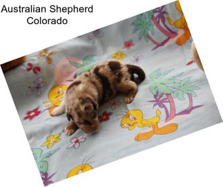Australian Shepherd Colorado