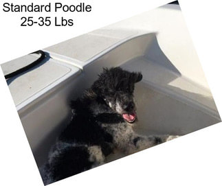 Standard Poodle 25-35 Lbs