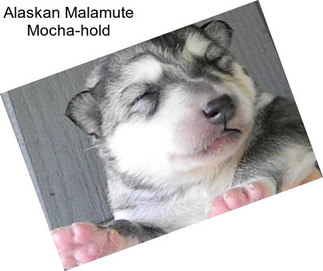 Alaskan Malamute Mocha-hold