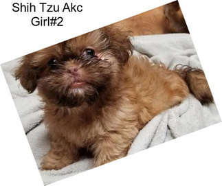 Shih Tzu Akc Girl#2