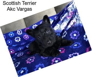 Scottish Terrier Akc Vargas