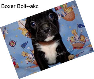 Boxer Bolt--akc