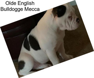 Olde English Bulldogge Mecca