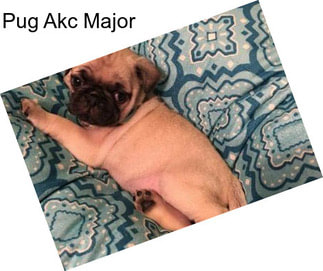 Pug Akc Major