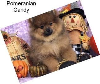 Pomeranian Candy