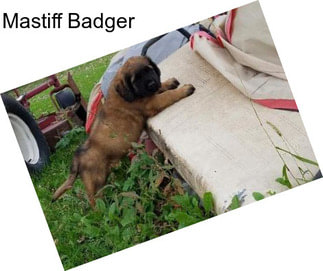 Mastiff Badger