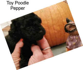 Toy Poodle Pepper