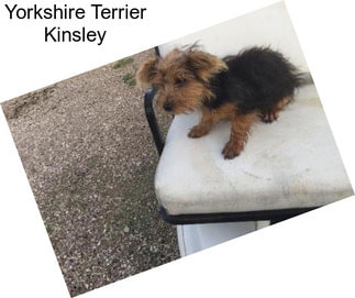 Yorkshire Terrier Kinsley