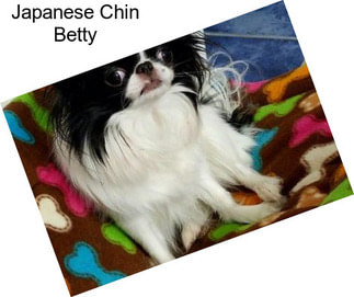 Japanese Chin Betty