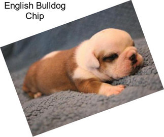 English Bulldog Chip