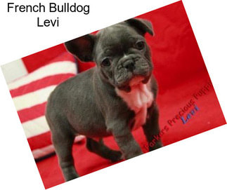 French Bulldog Levi