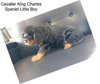 Cavalier King Charles Spaniel Little Boy
