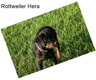 Rottweiler Hera