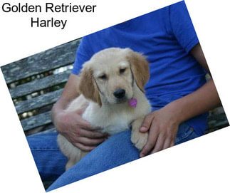 Golden Retriever Harley