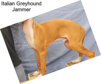 Italian Greyhound Jammer