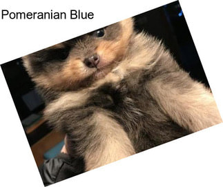 Pomeranian Blue