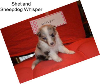 Shetland Sheepdog Whisper