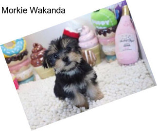 Morkie Wakanda