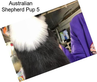 Australian Shepherd Pup 5