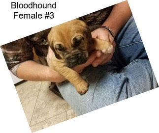Bloodhound Female #3
