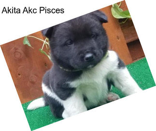 Akita Akc Pisces