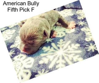 American Bully Fifth Pick F