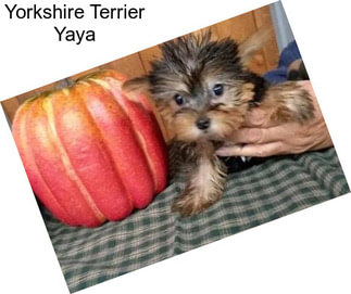 Yorkshire Terrier Yaya