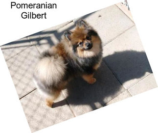Pomeranian Gilbert