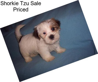 Shorkie Tzu Sale Priced