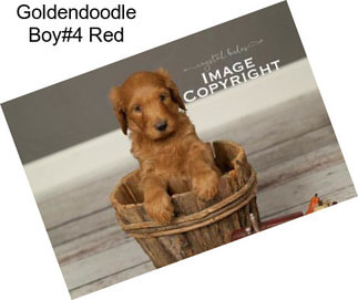 Goldendoodle Boy#4 Red