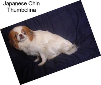 Japanese Chin Thumbelina