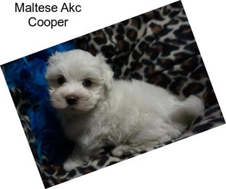 Maltese Akc Cooper