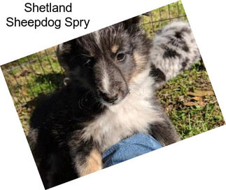 Shetland Sheepdog Spry
