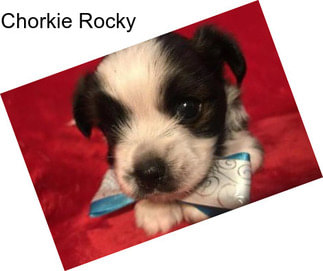 Chorkie Rocky