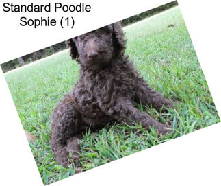 Standard Poodle Sophie (1)