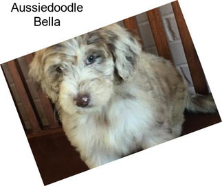 Aussiedoodle Bella